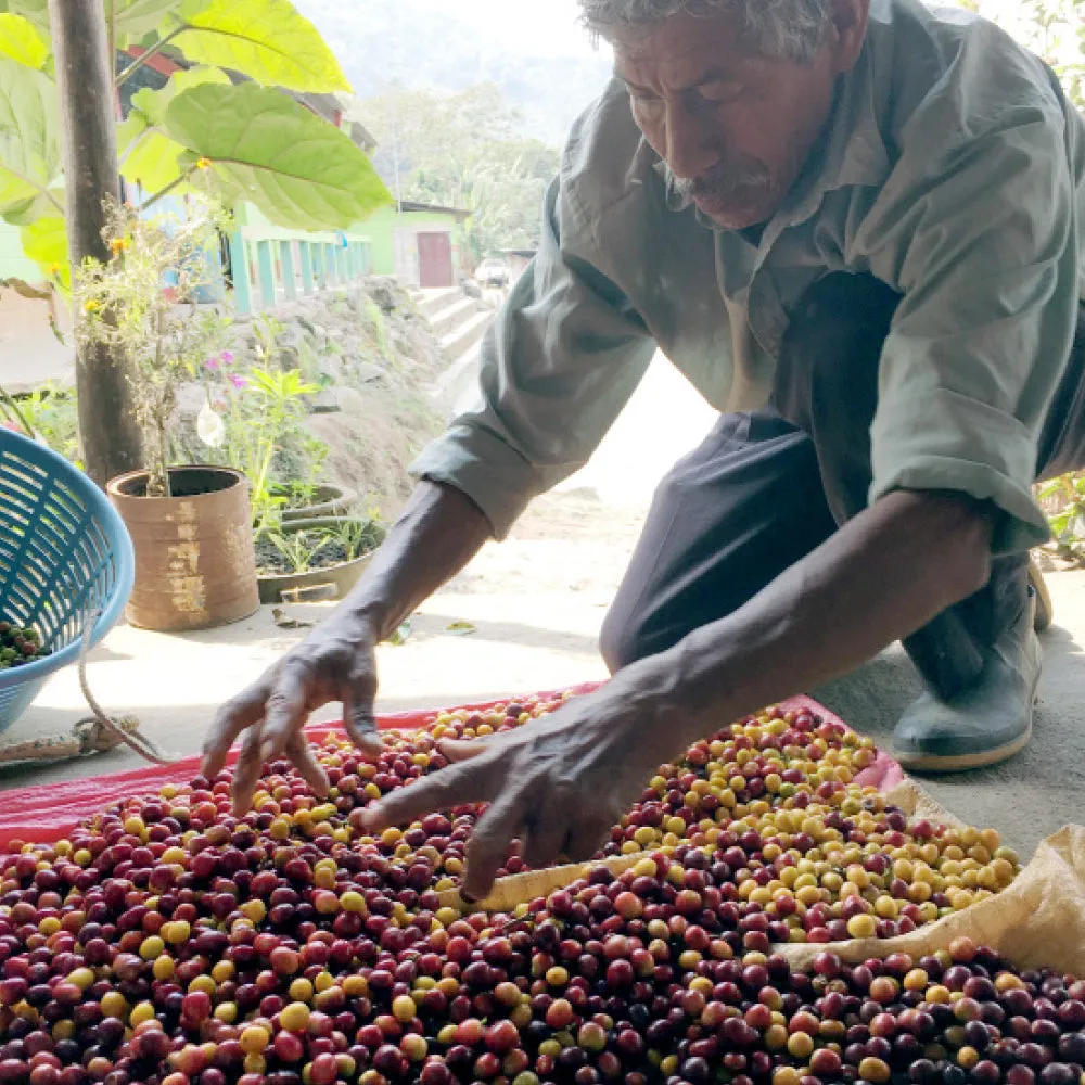 Organic Guatemalan Medium Roast Coffee, 5lb whole bean